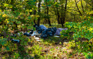 What is Fly Tipping